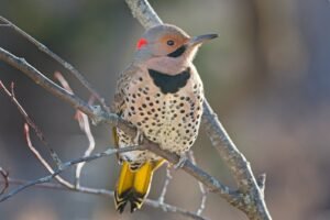 woodpecker-northern-flicker-bird-colorful-tree-neck-1696750-pxhere.com-min