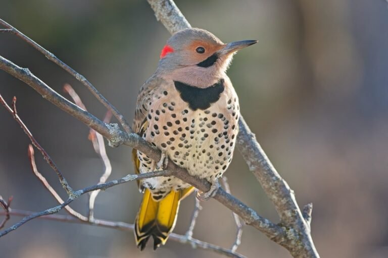 woodpecker-northern-flicker-bird-colorful-tree-neck-1696750-pxhere.com-min