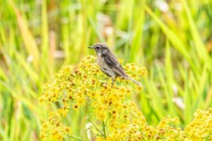 bird-stonechat-plant-flower-beak-grassland-1689952-pxhere.com-min