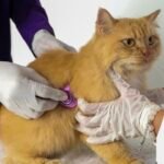 Hewan Peliharaan Meningkat, UNDIP Hadirkan Animal Health Center Kucing